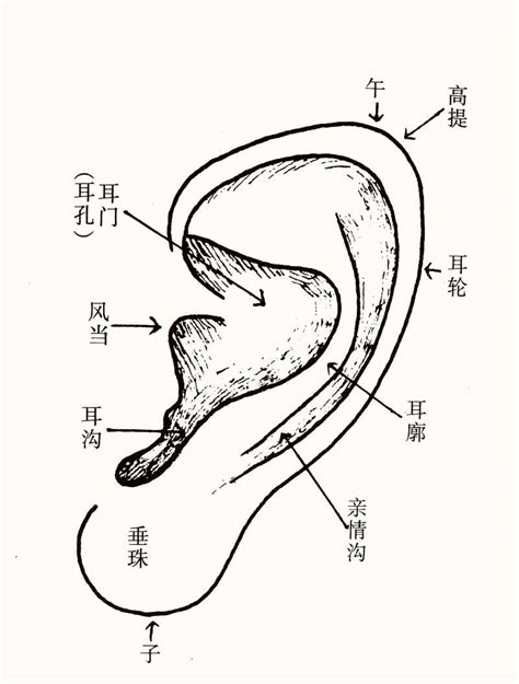 耳朵有垂珠|十六种耳朵面相图文分析三六风水网